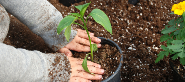 child planting tree