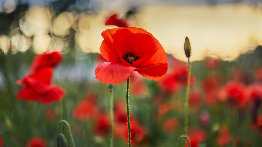 anzac day activities red poppy