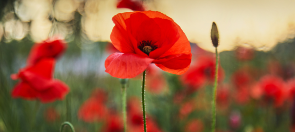 anzac day red poppy