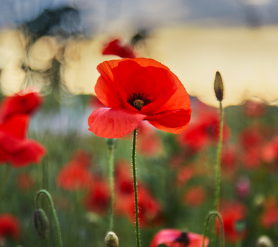 anzac day red poppies