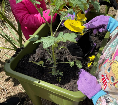 children looking after tomato plant