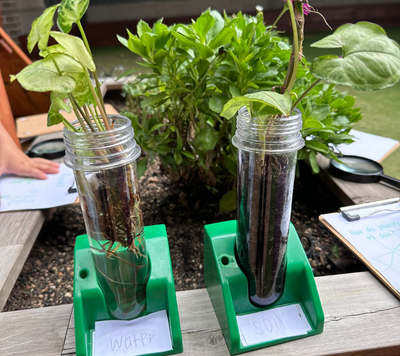 plant experiments